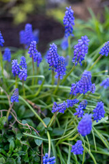 Patch of Blue Grape Hyacinths in a Spring Garden