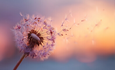 Macro Shot Of A Dandelion Releasing Seeds Into Air With Beautiful Pastel Sunset Background