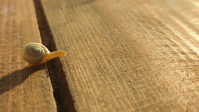 Journey of a tiny snail across rustic wooden planks at sunset, capturing nature's beauty in stillness