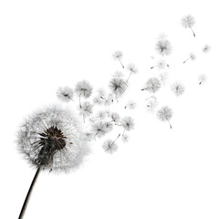 Dandelion seeds dispersing (7)