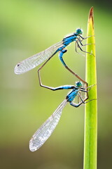 Coenagrion puella aka azure damselfly mating. Heart shape. Nature of Czech republic nature.