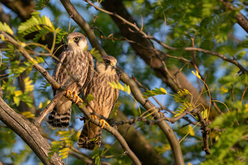 Two young Red-footed Falcon perches quietly on a branch in its natural habitat. Falco vespertinus