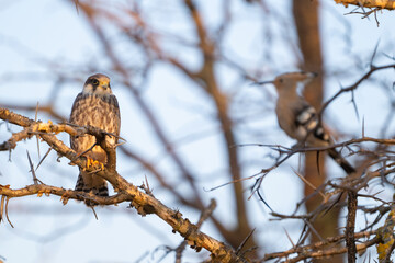 A young Red-footed Falcon perches quietly on a branch in its natural habitat. Falco vespertinus