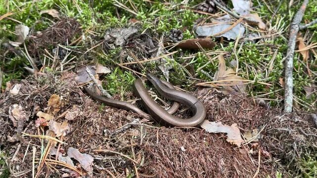 A slowworm basking in the forest sunlight. Legless lizard.