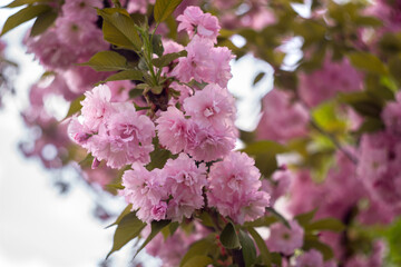 Close-Up of Vibrant Pink Cherry Blossoms