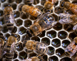 Drone Male Honey Bee On Comb Macro Close-Up