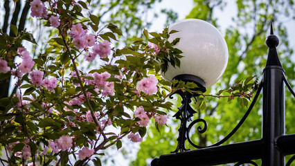 Blooming Cherry Blossoms Around Ornamental Street Lamp