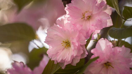 Soft Focus Cherry Blossom Close-Up in Warm Light