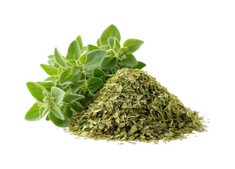Harvesting fresh oregano herb kitchen culinary bright lighting isolated on transparent background, png