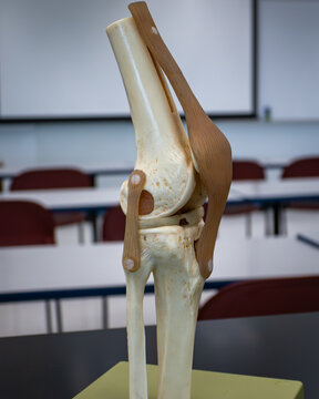 Knee Joint Anatomical Model Lateral View