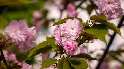 Soft Focus Cherry Blossom Close-Up in Warm Light