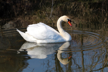 A white mute swan cygnus olor elegantly glides on tranquil pond water, its curved neck and orange bill mirrored in the clear surface under soft daylight