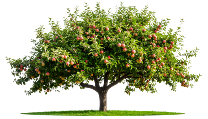 red apple tree
