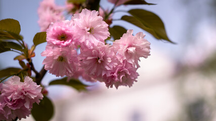 Close-Up of Vibrant Pink Cherry Blossoms