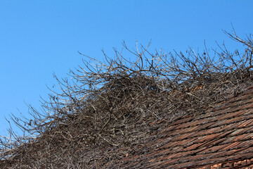 A dense mass of leafless woody vine stems, likely common grapevine vitis vinifera, sprawls across an aged clay tile roof beneath a bright, unobstructed blue sky