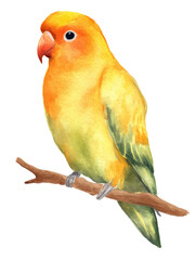 Watercolor animal illustration, a colorful lovebird parrot perched on a branch, isolated on transparent background