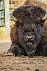 Fototapeta premium close up portrait of a large male bison