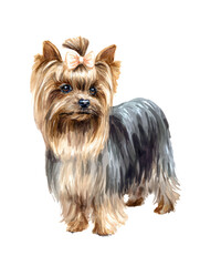 Watercolor animal illustration, cute yorkshire terrier puppy with long silky fur and a pink bow, isolated on transparent background