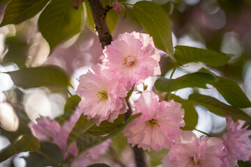 Soft Focus Cherry Blossom Close-Up in Warm Light
