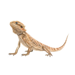 Fototapeta premium Watercolor animal illustration, bearded dragon lizard isolated on transparent background