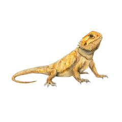 Obraz premium Watercolor animal illustration, bearded dragon lizard isolated on transparent background