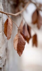 A branch of a tree with brown leaves hanging from it
