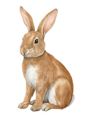 Obraz premium Watercolor animal illustration, cute brown rabbit sitting, isolated on transparent background