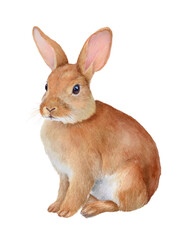 Obraz premium Watercolor animal illustration, cute brown rabbit isolated on transparent background