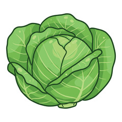 Fototapeta premium Fresh green cabbage with crisp leaves