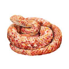 Fototapeta premium Watercolor animal illustration, detailed watercolor illustration of a coiled orange and red patterned snake, isolated on transparent background