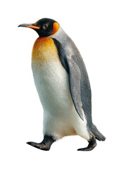 Fototapeta premium Penguin walking gracefully in an animal isolated on transparent background, png