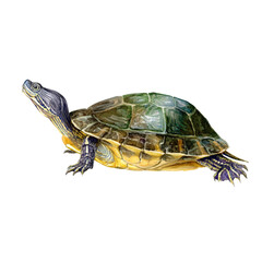 Obraz premium Watercolor animal illustration, a detailed watercolor illustration of a redeared slider turtle isolated on a transparent background