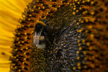 Bumblebee Gathering Pollen on Sunflower Head