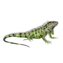 Watercolor animal illustration, green iguana lizard reptile animal wildlife nature isolated on transparent background