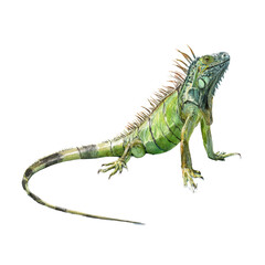 Watercolor animal illustration, green iguana lizard isolated on transparent background