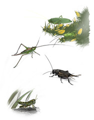 New Zealand grasshoppers and crickets resting among grasses, showcasing their camouflaged bodies and strong hind legs for jumping.