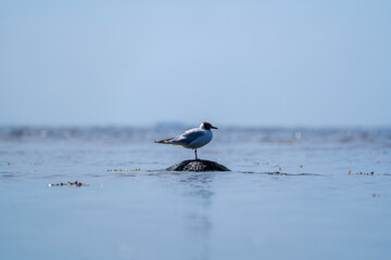 Solitary Gull Perched on Rock in Calm Baltic Sea