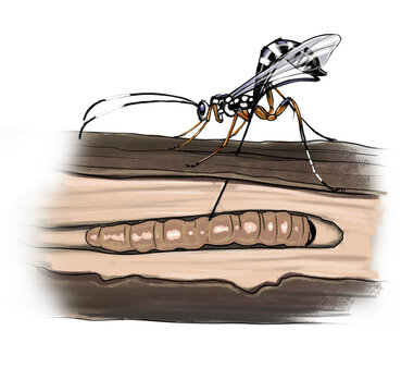 Parasitic wasp perched on a leaf, known for laying eggs inside host insects, aiding in natural pest control.