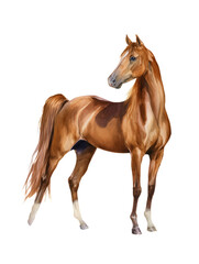 Obraz premium Watercolor animal illustration, beautiful arabian horse standing proudly, isolated on transparent background