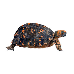 Fototapeta premium Watercolor animal illustration, eastern box turtle isolated on transparent background
