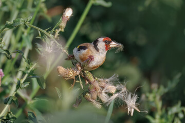 Close-up of an adult European Goldfinch perched on a seeding plant, eating seeds toward the camera lens on a sunny summer evening.	