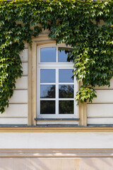 Close-up of windows partially covered by green climbing vines