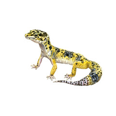 Watercolor animal illustration, a leopard gecko, a small reptile with yellow and black spots, isolated on a transparent background