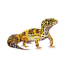 Obraz premium Watercolor animal illustration, leopard gecko lizard isolated on transparent background