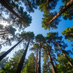 Forest canopy view from below (1)
