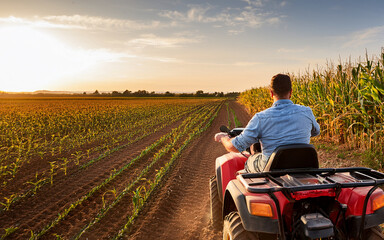 Farmer Driving ATV Through Cornfield at Sunset, rear view