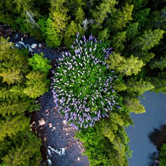 Forest clearing with purple flowers