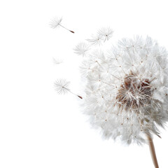 A dandelion seed head, light-filled and airy, is blowing away