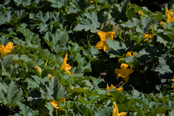 yellow flowers in the water