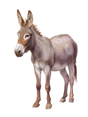 Fototapeta premium Watercolor animal illustration, a donkey standing on a transparent background, a domestic mammal often used for work and transport